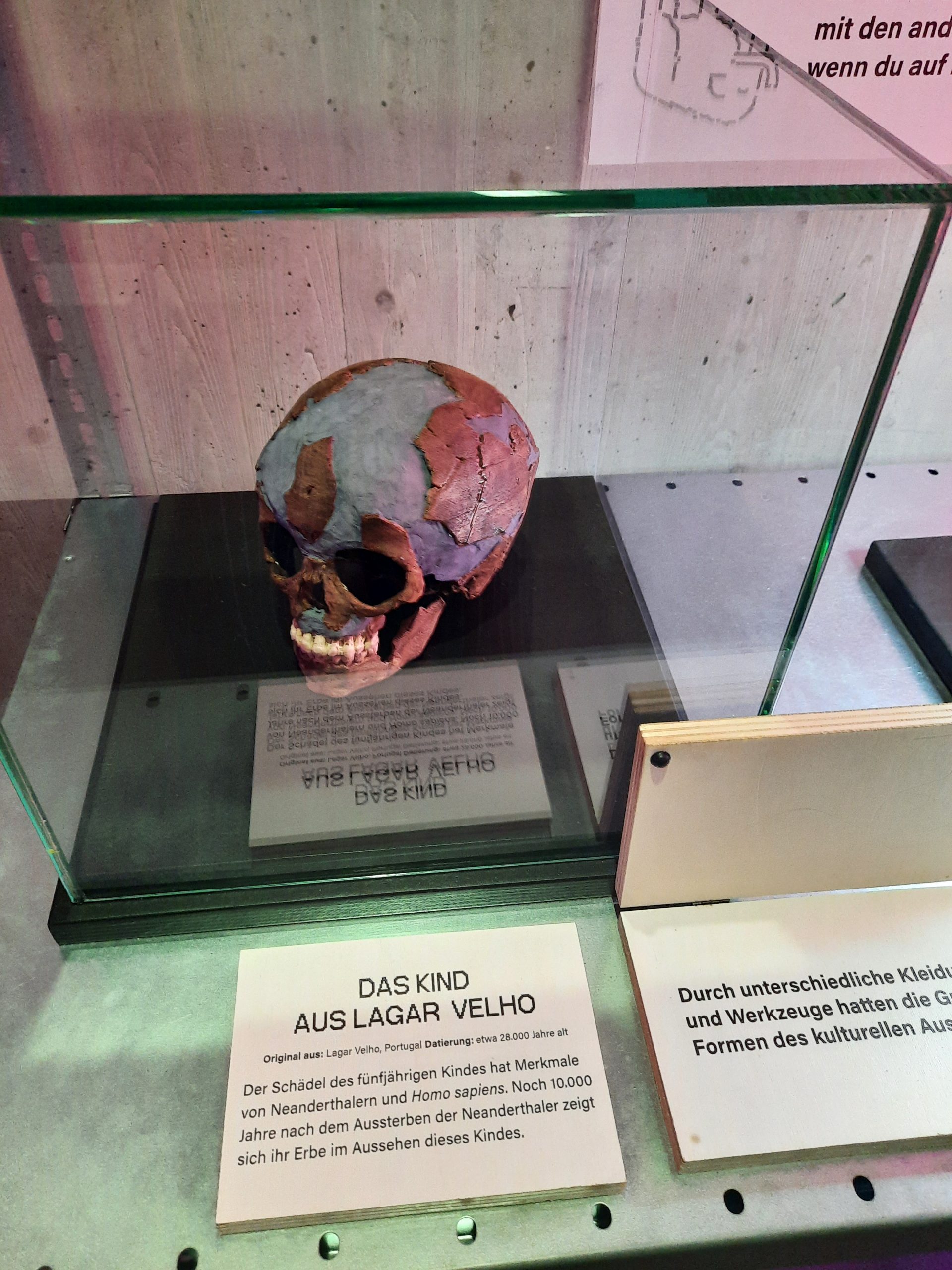 Schädel Kind aus Lagar Velho Ausstellungsobjekt in einer Vitrine: Schädel des Kindes vom Fundplatz Lagar Velho